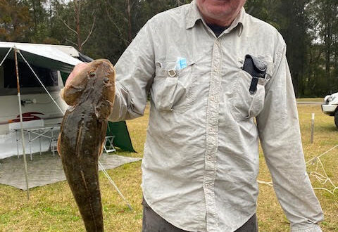 A Good Sized Flathead